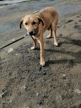 LANA, Hund, Mischlingshund in Bulgarien - Bild 4