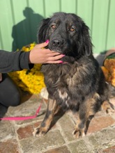 MONCSI, Hund, Mischlingshund in Ungarn - Bild 2