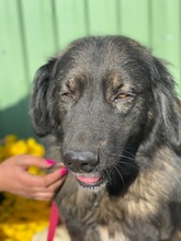 MONCSI, Hund, Mischlingshund in Ungarn - Bild 5