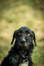 MANNON, Hund, Mischlingshund in Ungarn - Bild 1