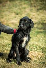 MANNON, Hund, Mischlingshund in Ungarn - Bild 2