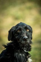 MANNON, Hund, Mischlingshund in Ungarn - Bild 3