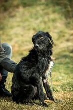 MANNON, Hund, Mischlingshund in Ungarn - Bild 4