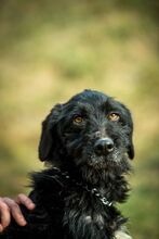 MANNON, Hund, Mischlingshund in Ungarn - Bild 5