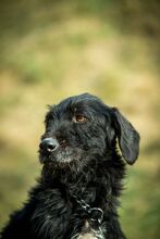 MANNON, Hund, Mischlingshund in Ungarn - Bild 7