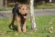MARGO, Hund, Terrier in Polen - Bild 3