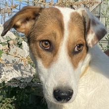 NIKOLINA, Hund, Mischlingshund in Griechenland - Bild 1