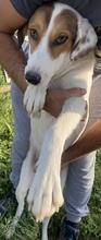 NIKOLINA, Hund, Mischlingshund in Griechenland - Bild 2