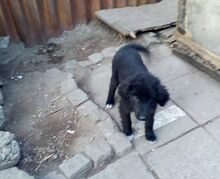 MICAELA, Hund, Mischlingshund in Bulgarien - Bild 3