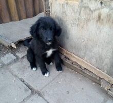 MICAELA, Hund, Mischlingshund in Bulgarien - Bild 4