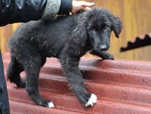 MICAELA, Hund, Mischlingshund in Bulgarien - Bild 5