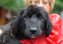 MICAELA, Hund, Mischlingshund in Bulgarien - Bild 6