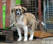 LINDA, Hund, Mischlingshund in Bulgarien - Bild 3