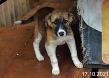 LINDA, Hund, Mischlingshund in Bulgarien - Bild 4