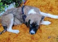 LINDA, Hund, Mischlingshund in Bulgarien - Bild 6