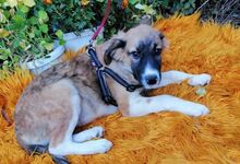 LINDA, Hund, Mischlingshund in Bulgarien - Bild 7
