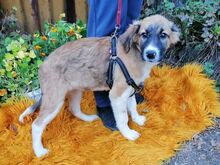 LINDA, Hund, Mischlingshund in Bulgarien - Bild 8