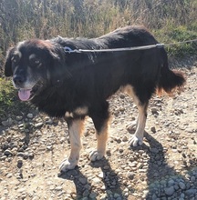 OTHELLO, Hund, Mischlingshund in Rumänien - Bild 4