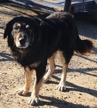 OTHELLO, Hund, Mischlingshund in Rumänien - Bild 6