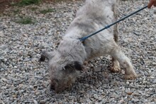 SMOKY, Hund, Briard-Bearded Collie-Mix in Rumänien - Bild 3