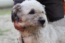 SMOKY, Hund, Briard-Bearded Collie-Mix in Rumänien - Bild 4