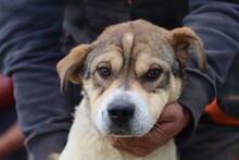 PETE, Hund, Shar Pei-Mix in Rumänien - Bild 3