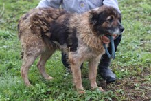 SHIVA, Hund, Hütehund-Mix in Rumänien - Bild 3