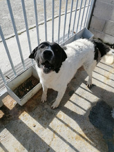 MIMMO, Hund, Mischlingshund in Italien - Bild 5