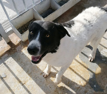 MIMMO, Hund, Mischlingshund in Italien - Bild 6