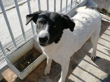 MIMMO, Hund, Mischlingshund in Italien - Bild 7