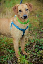 KNOPA, Hund, Mischlingshund in Russische Föderation - Bild 1