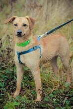 KNOPA, Hund, Mischlingshund in Russische Föderation - Bild 2