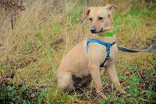 KNOPA, Hund, Mischlingshund in Russische Föderation - Bild 3