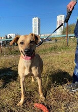 KNOPA, Hund, Mischlingshund in Russische Föderation - Bild 4