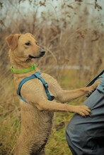 KNOPA, Hund, Mischlingshund in Russische Föderation - Bild 7