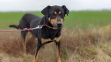 LANET, Hund, Mischlingshund in Slowakische Republik - Bild 1
