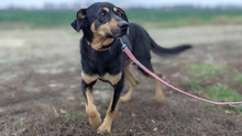 LANET, Hund, Mischlingshund in Slowakische Republik - Bild 3