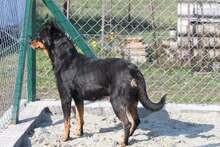 HELLA, Hund, Mischlingshund in Ungarn - Bild 3