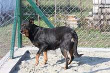 HELLA, Hund, Mischlingshund in Ungarn - Bild 5