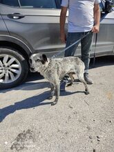 ASTELLE, Hund, Mischlingshund in Griechenland - Bild 2