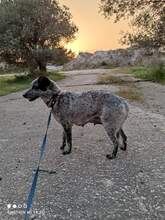 ASTELLE, Hund, Mischlingshund in Griechenland - Bild 3