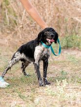 STEWART, Hund, Bretonischer Spaniel in Griechenland - Bild 3