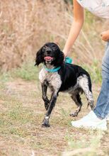 STEWART, Hund, Bretonischer Spaniel in Griechenland - Bild 5