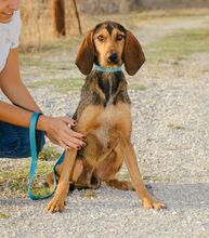 GREY, Hund, Mischlingshund in Griechenland - Bild 2