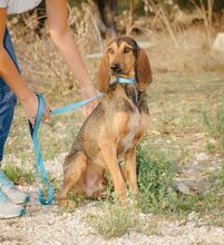 GREY, Hund, Mischlingshund in Griechenland - Bild 3