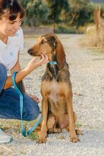 GREY, Hund, Mischlingshund in Griechenland - Bild 4