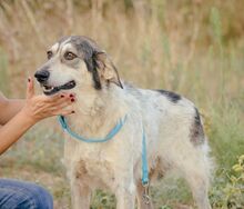 DEREK, Hund, Mischlingshund in Griechenland - Bild 1