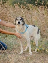 DEREK, Hund, Mischlingshund in Griechenland - Bild 2