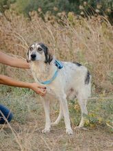 DEREK, Hund, Mischlingshund in Griechenland - Bild 3