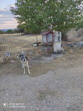 DEREK, Hund, Mischlingshund in Griechenland - Bild 5